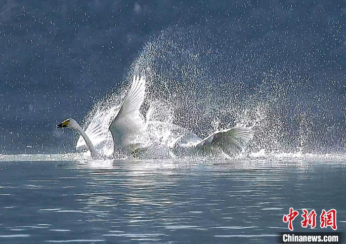 圖為大天鵝在水中嬉戲。　嚴(yán)桉 攝