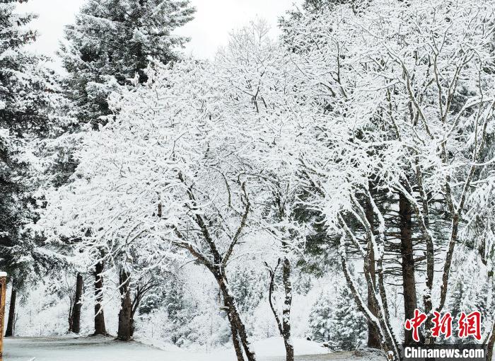 大熊貓國家公園王朗片區(qū)春雪如畫，宛若仙境?！×_春平 攝