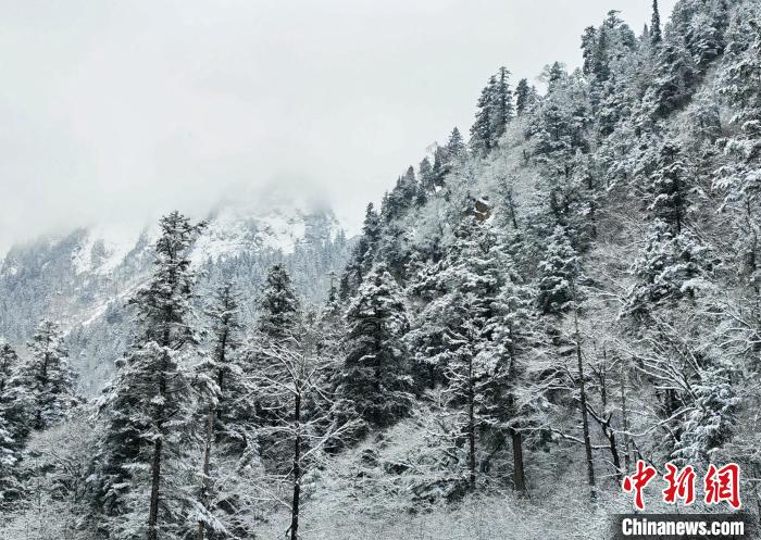 大熊貓國家公園王朗片區(qū)春雪如畫，宛若仙境?！×_春平 攝