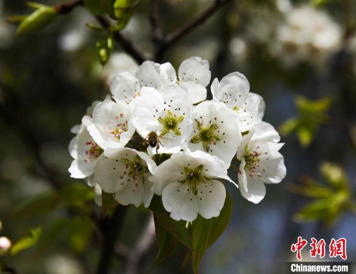 圖為盛開的梨花?！∑钤鲚?攝