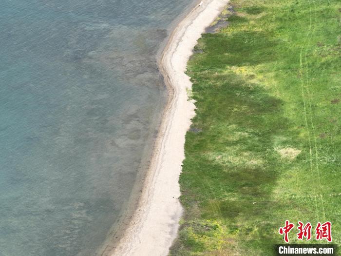 圖為航拍仲夏時(shí)節(jié)，青海湖畔綠茵如毯?！∑钤鲚?攝