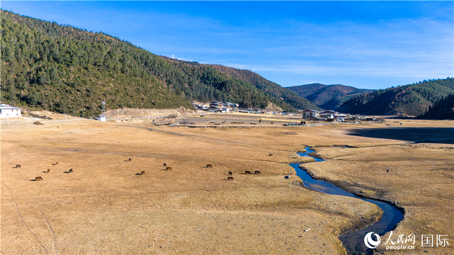 香格里拉國家公園內的高山草甸。人民網(wǎng)記者 虎遵會攝