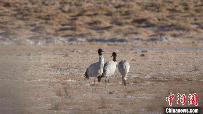 珍稀鳥類黑頸鶴、灰鶴現(xiàn)身青海格爾木