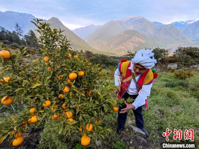 林芝下察隅鎮(zhèn)京都村101畝耙耙柑豐收。　江飛波 攝