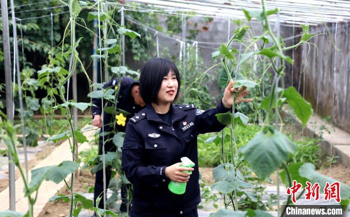 圖為李冬雪在溫室大棚里勞作?！∥鞑爻鋈刖尺叿罊z查總站供圖