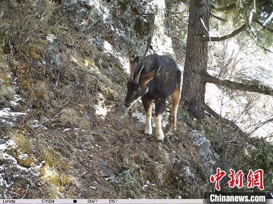 圖為相同位點(diǎn)記錄到的國(guó)家二級(jí)重點(diǎn)保護(hù)野生動(dòng)物—中華鬣羚?！≈袊?guó)科學(xué)院昆明動(dòng)物研究所提供