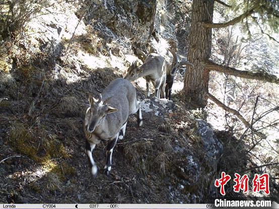 圖為相同位點(diǎn)記錄到的雪豹主要獵物—巖羊?！≈袊?guó)科學(xué)院昆明動(dòng)物研究所提供