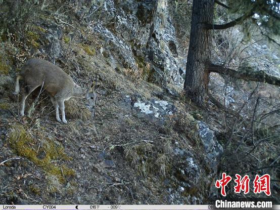 圖為相同位點(diǎn)記錄到的國(guó)家一級(jí)重點(diǎn)保護(hù)野生動(dòng)物—馬麝?！≈袊?guó)科學(xué)院昆明動(dòng)物研究所提供