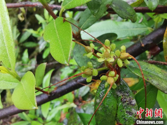圖為折萼杜鵑果實圖?！≈锌圃豪ッ髦参镅芯克峁? oldsrc=