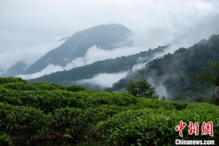 墨脫縣背崩鄉(xiāng)的高山茶場。