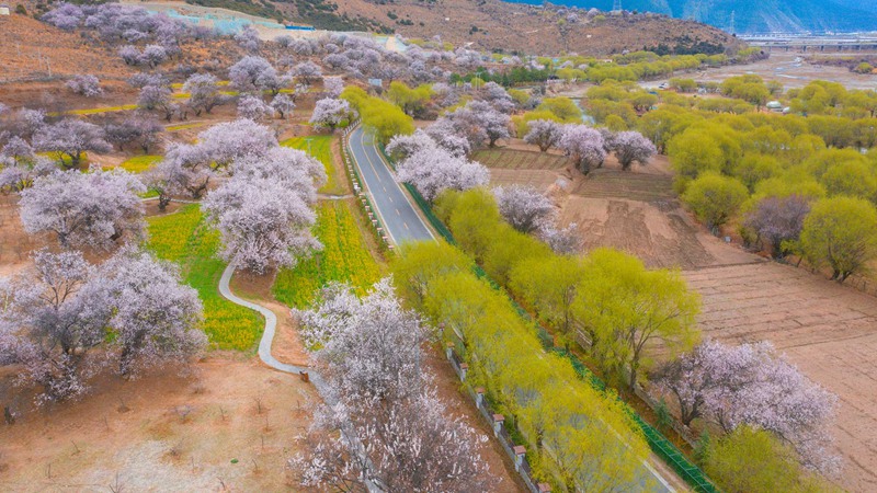 林芝桃花盛開。 張靜攝