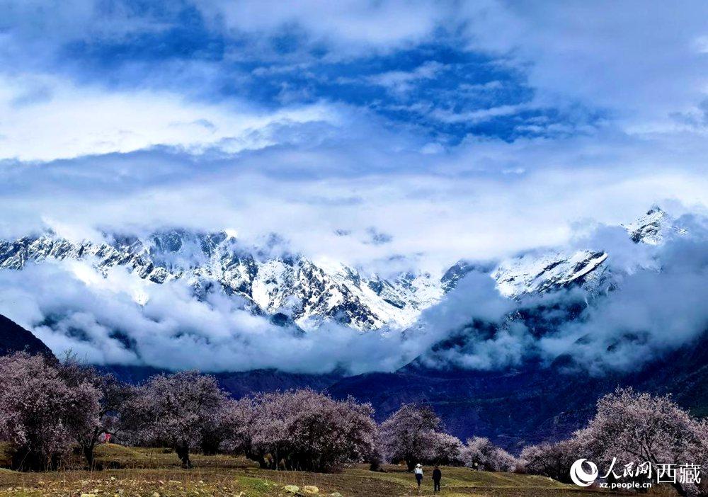 雪山下的桃花。人民網(wǎng) 李海霞攝