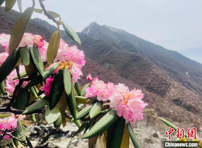 近日，西藏自治區(qū)山南市加查縣索囊溝的杜鵑花競相綻放?！∪轿木?攝