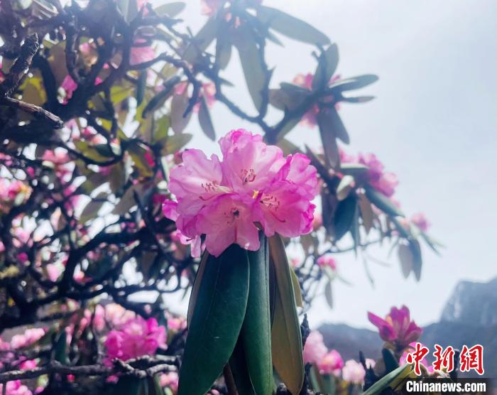 近日，西藏自治區(qū)山南市加查縣索囊溝的杜鵑花競相綻放。　冉文娟 攝