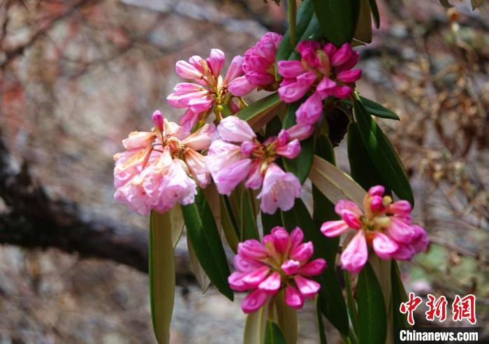 近日，西藏自治區(qū)山南市加查縣索囊溝的杜鵑花競相綻放?！∪轿木?攝