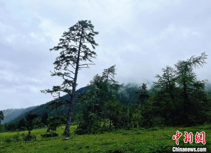 6月10日，魯朗小鎮(zhèn)高山牧場(chǎng)景區(qū)風(fēng)光。　冉文娟 攝
