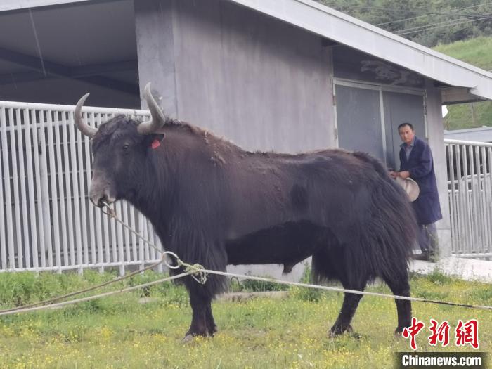 探訪全國最大牦牛產(chǎn)學(xué)研基地：“大通牦?！备牧己笠峒s180萬頭