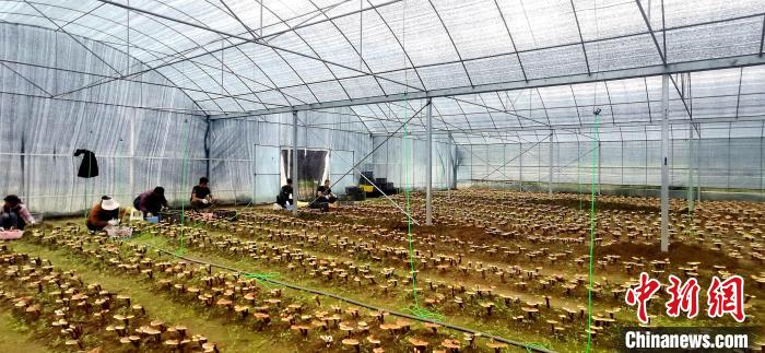 圖為紅太陽科技示范家庭農(nóng)場(chǎng)組織民眾采收靈芝。　平措旺青供圖