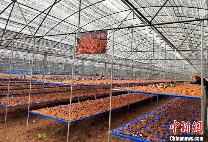 圖為紅太陽科技示范家庭農(nóng)場(chǎng)采收的靈芝?！∑酱胪喙﹫D