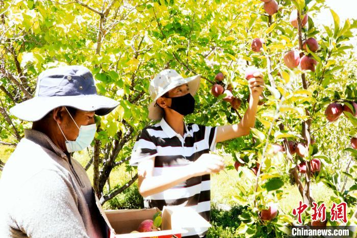 圖為西藏阿里札達(dá)縣底雅鄉(xiāng)村民在自家果園采摘果實?！“⑼?攝