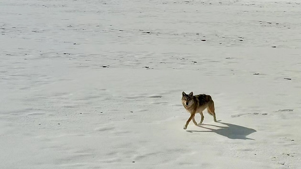 雪地里的阿里“狼”。