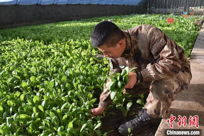 圖為阿里軍分區(qū)某邊防團(tuán)官兵在溫室摘菜?！￡悋[岳 攝