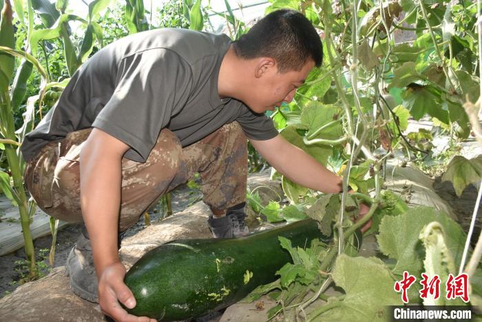 圖為阿里軍分區(qū)某邊防團(tuán)官兵在溫室摘菜?！￡悋[岳 攝