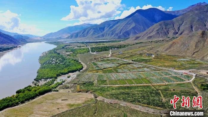 圖為桑日縣葡萄種植基地?！∩侥仙Ｈ湛h委宣傳部提供