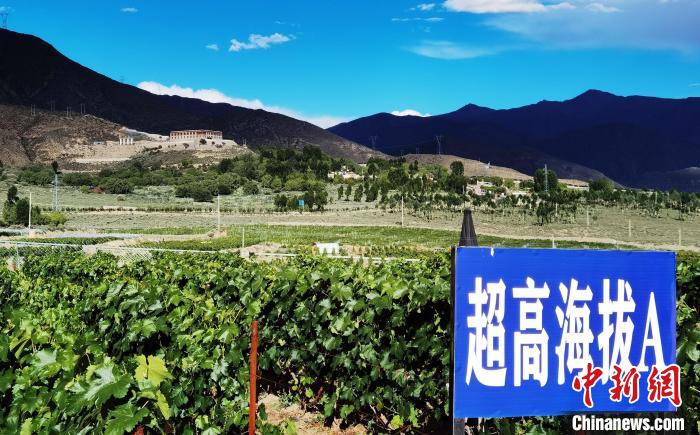 圖為桑日縣種植的葡萄?！∩侥仙Ｈ湛h委宣傳部提供
