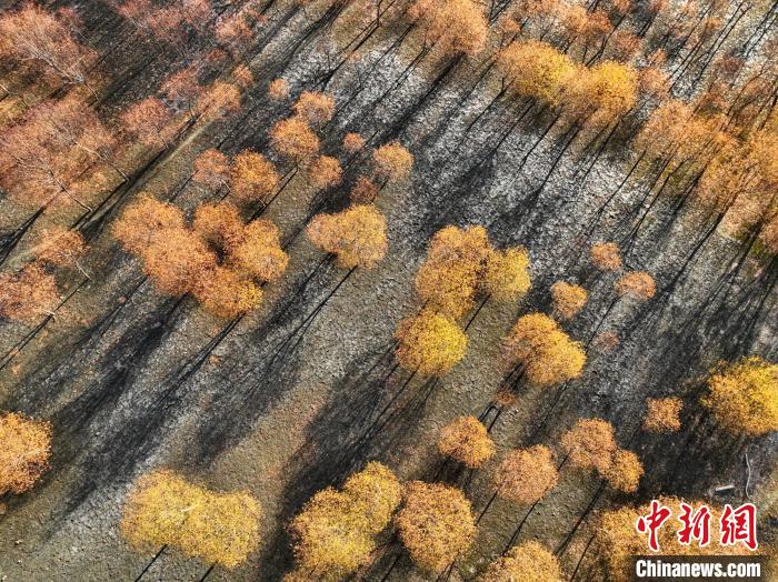 入冬時節(jié)，雅魯藏布江畔的樹林一片金黃?！《拘?攝