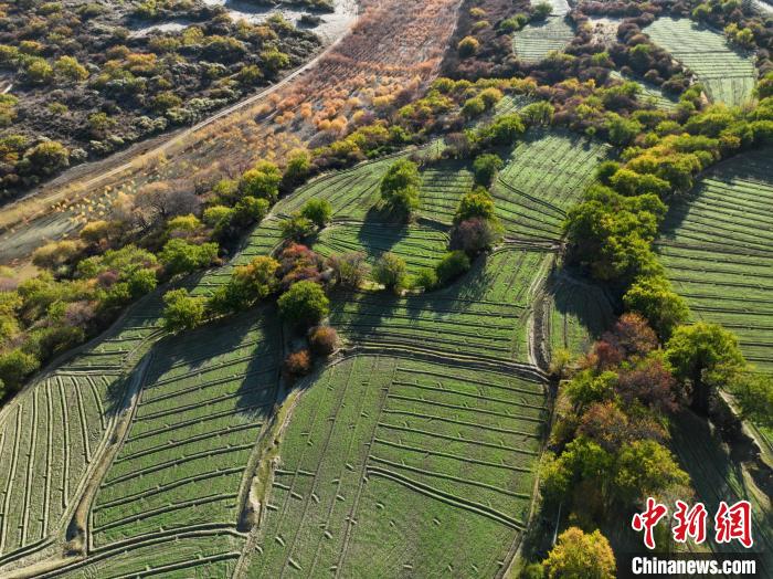 圖為11月8日，雅魯藏布江畔的高原梯田?！《拘?攝