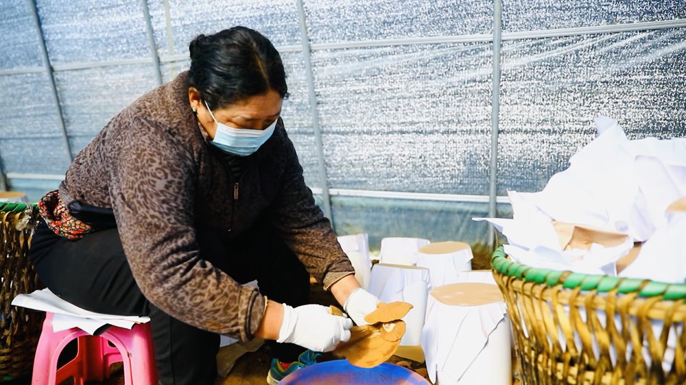采收靈芝孢子粉。