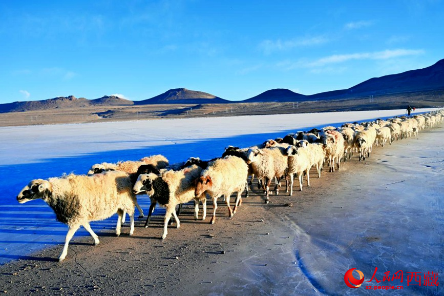 羊群排著隊(duì)穿過普莫雍錯(cuò)。 人民網(wǎng) 李海霞攝