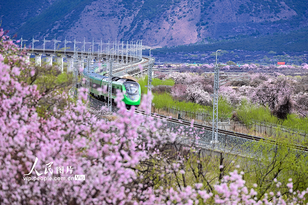 西藏林芝：雪域高原列車穿越花?！?】