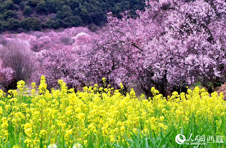 桃花與油菜花勾勒出別樣風(fēng)景。 人民網(wǎng) 李海霞攝