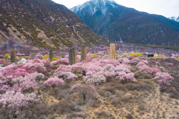 人間桃花源！林芝桃花有多絕？