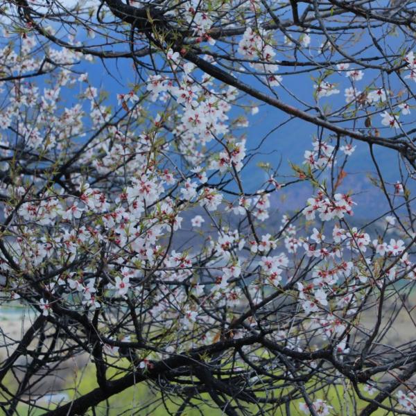 人間桃花源！林芝桃花有多絕？