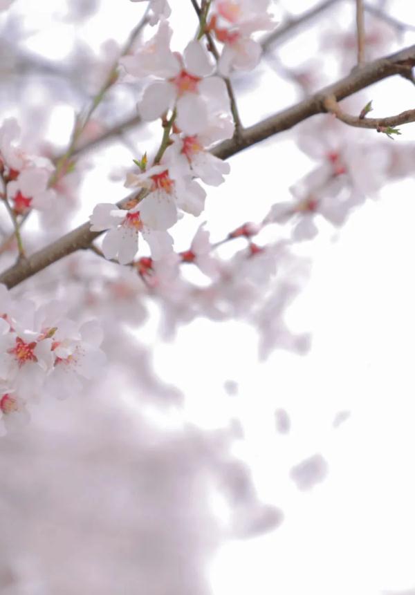 人間桃花源！林芝桃花有多絕？