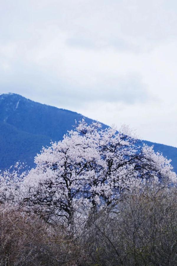 人間桃花源！林芝桃花有多絕？