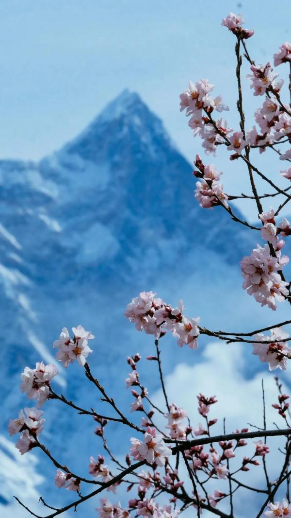 人間桃花源！林芝桃花有多絕？