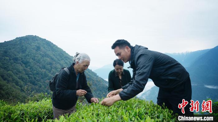 圖為銀發(fā)旅游體驗團兩位老人體驗采茶?！∥鞑貙ｍ椔糜螀f(xié)會供圖