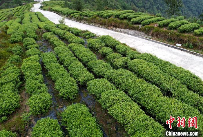 圖為西藏林芝市墨脫縣背崩鄉(xiāng)格林村山頂?shù)木坝^茶園。(無(wú)人機(jī)照片) 李林 攝