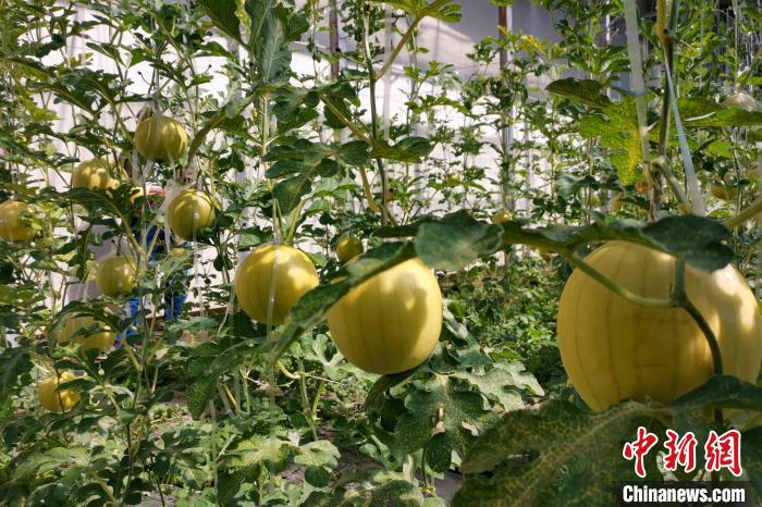 圖為康馬縣大棚內(nèi)的金太陽西瓜?！⒔ㄜ?攝