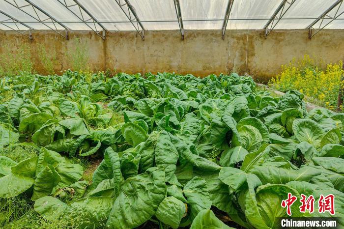 公珠湖執(zhí)勤點的大棚蔬菜，種菜是該執(zhí)勤點輪換民警們的日常?！↓埿▲P 攝