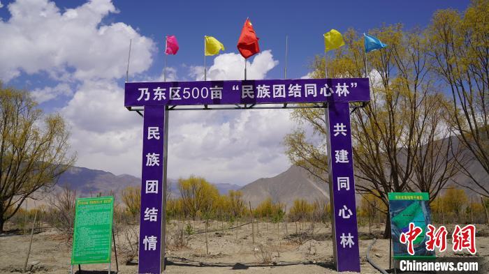 圖為“民族團結(jié)同心林”項目?！∧藮|融媒供圖