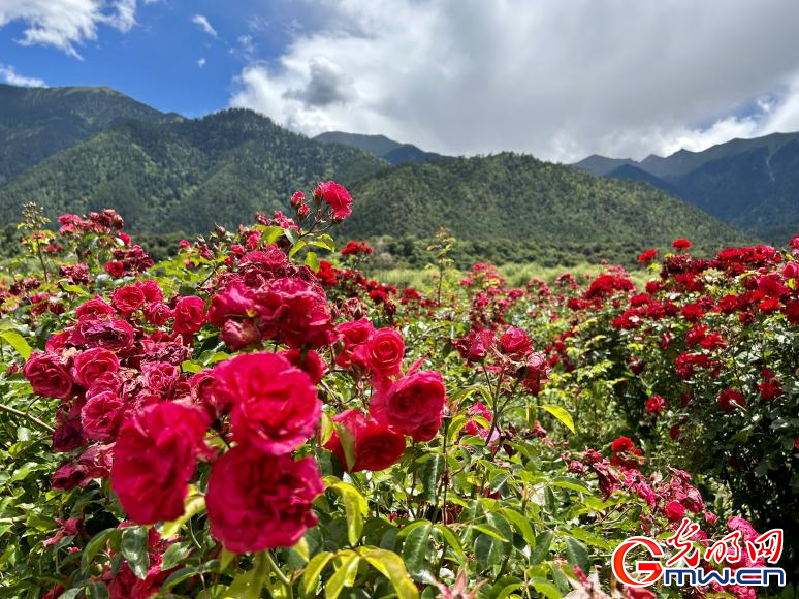 我們的家園丨工布花谷：高原花開香飄全國(guó)，產(chǎn)業(yè)經(jīng)濟(jì)增收致富