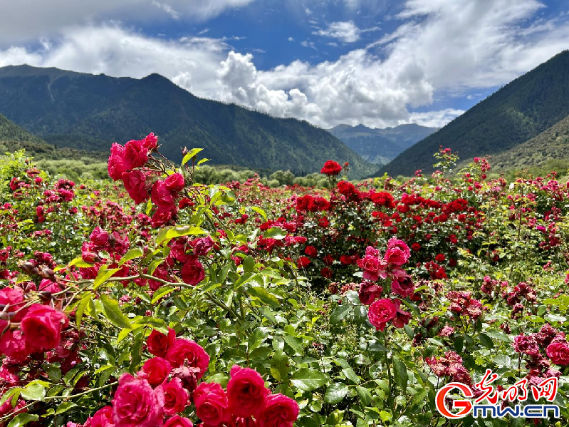 我們的家園丨【組圖】 綠水青山入畫，“金山銀山”筑起
