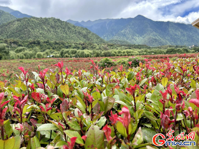 我們的家園丨【組圖】 綠水青山入畫，“金山銀山”筑起