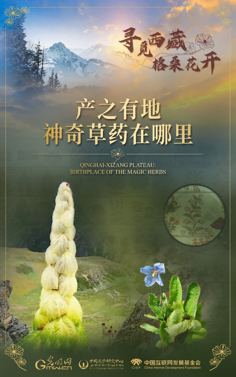 【尋覓西藏·格?；ㄩ_】產(chǎn)之有地：神奇草藥在哪里