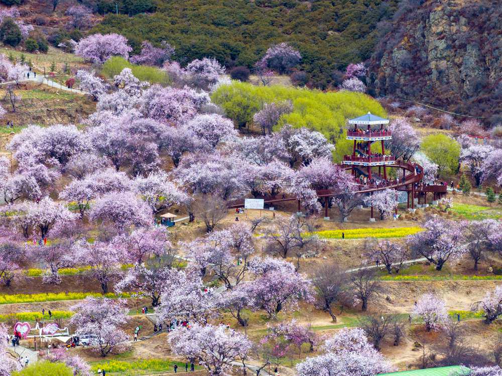 桃花盛開(kāi)惹人醉，八方游客賞花來(lái)。徐馭堯攝